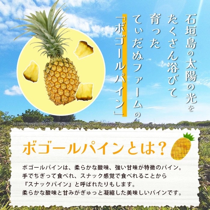 【先行受付】《2025年5月上旬頃より順次発送》石垣島産 ボゴールパイン 2～3玉セット 約2kg