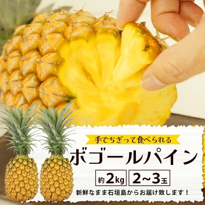 【先行受付】《2025年5月上旬頃より順次発送》石垣島産 ボゴールパイン 2～3玉セット 約2kg