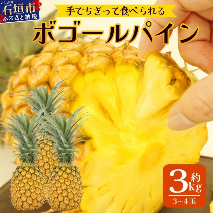 【先行受付】《2026年4月下旬頃より順次発送》石垣島産 ボゴールパイン 3～4玉セット 約3kg