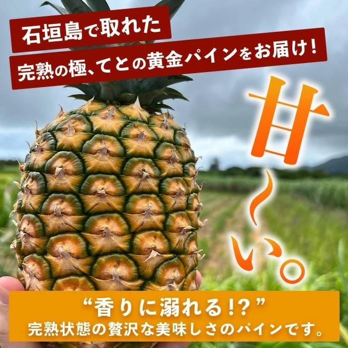 【先行予約】完熟黄金 てとの黄金パイン 大玉 約4kg