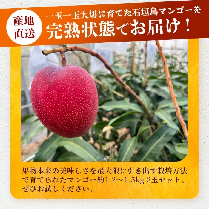 《2025年6月下旬～7月発送》【先行受付】完熟!3Lサイズ 石垣島マンゴー 3玉入り