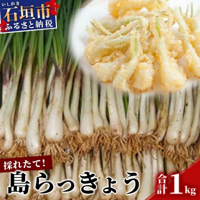【先行受付】採れたて島らっきょう 1kg