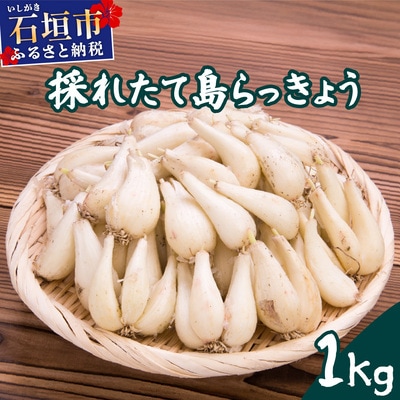 ≪2026年2月下旬～5月下旬発送≫採れたて島らっきょう 1kg