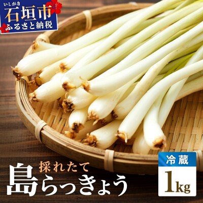 ≪2026年2月下旬～5月下旬発送≫採れたて島らっきょう 1kg