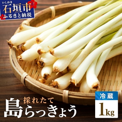 採れたて島らっきょう 1kg ≪2027年3月中旬～6月下旬発送≫