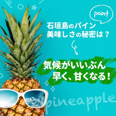【先行受付】石垣パイン 6個セット ボゴール種【2026年5月初旬～6月初旬発送予定】