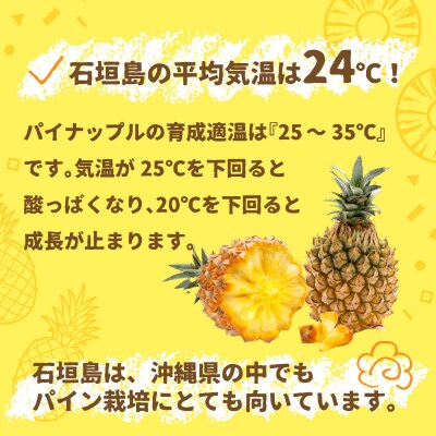 【先行受付】石垣パイン 6個セット ボゴール種【2026年5月初旬～6月初旬発送予定】