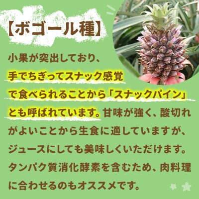 【先行受付】石垣パイン 6個セット ボゴール種【2026年5月初旬～6月初旬発送予定】