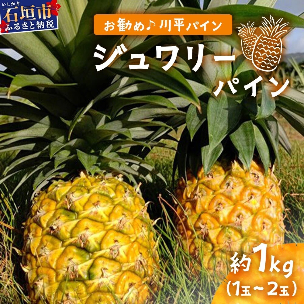 【予約受付】ジュワリーパイン1kg(1～2玉)お勧め♪川平パイン《2026年7月～8月頃順次発送》