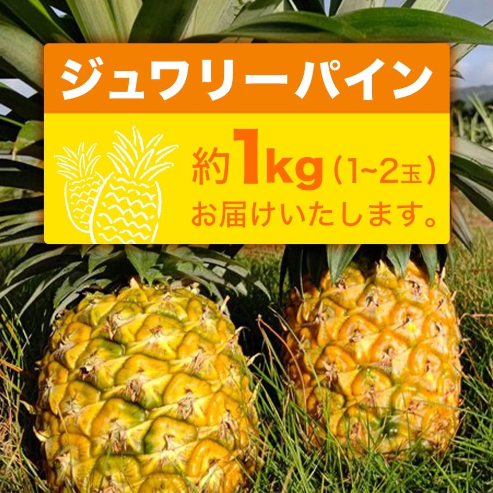 【予約受付】ジュワリーパイン1kg(1～2玉)お勧め♪川平パイン《2026年7月～8月頃順次発送》