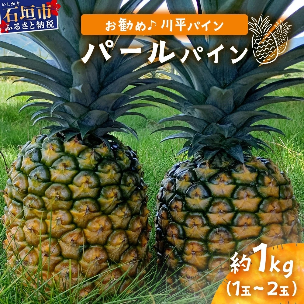 【先行受付】パールパイン1kg(1～2玉)お勧め♪川平パイン《2025年7月～8月頃順次発送》