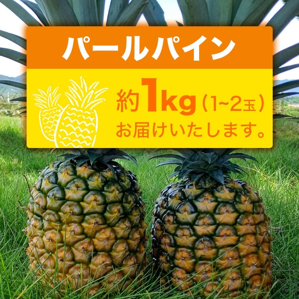 【先行受付】パールパイン1kg(1～2玉)お勧め♪川平パイン《2025年7月～8月頃順次発送》
