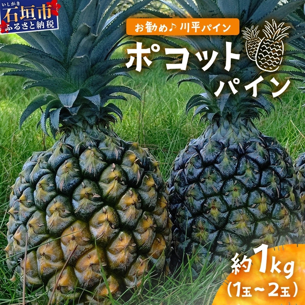 【先行受付】ポコットパイン1kg(1～2玉)お勧め♪川平パイン《2025年5月～7月頃順次発送》