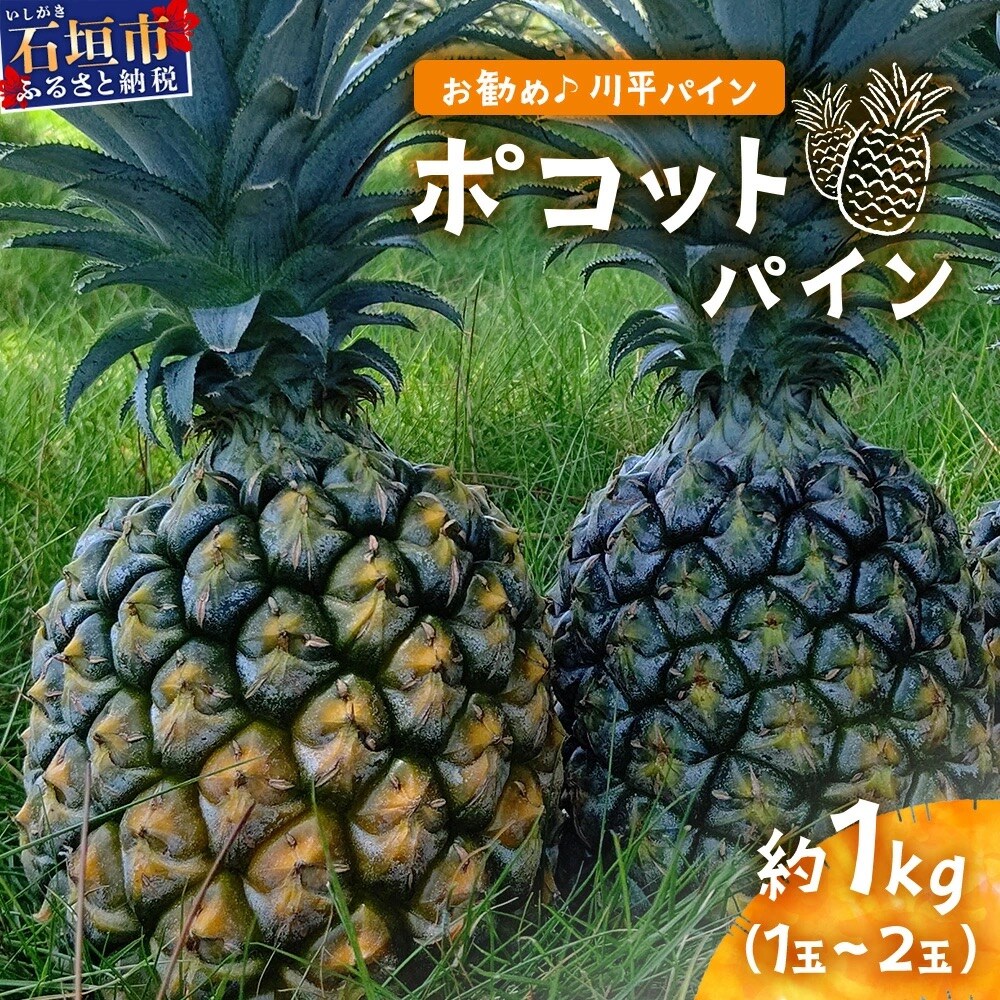 【先行受付】ポコットパイン1kg(1～2玉)お勧め♪川平パイン《2026年5月～10月頃順次発送》