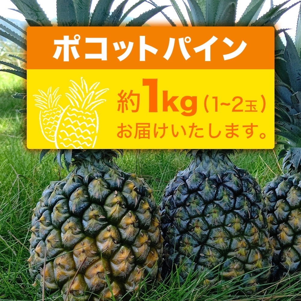 【先行受付】ポコットパイン1kg(1～2玉)お勧め♪川平パイン《2025年5月～7月頃順次発送》