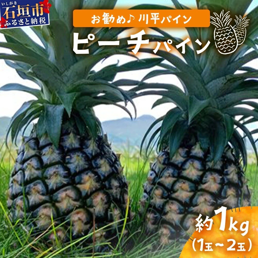 【先行受付】ピーチパイン1kg(1～2玉)お勧め♪川平パイン《2026年5月～11月頃順次発送》