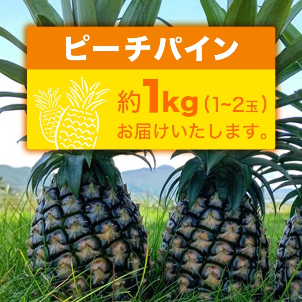 【先行受付】ピーチパイン1kg(1～2玉)お勧め♪川平パイン《2025年5月～7月頃順次発送》