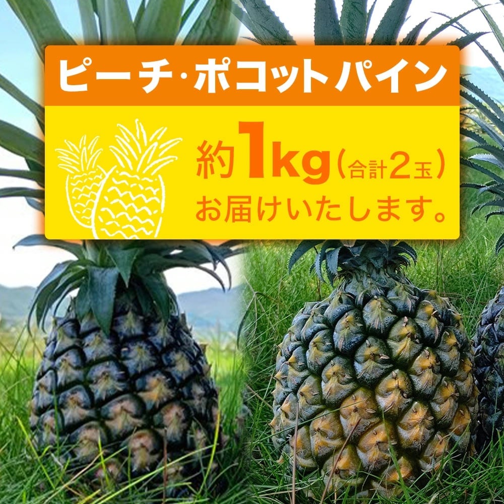 【先行受付】ピーチ&ポコットパイン食べ比べ 1kg(計2玉)《2025年5月～7月頃順次発送》