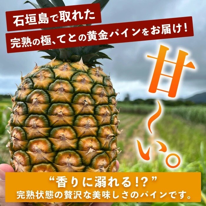 【先行予約】完熟黄金 てとの黄金パイン 大玉 約2kg