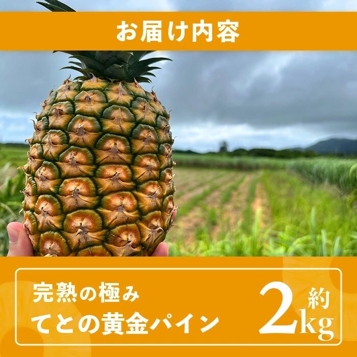 《2025年5月中旬以降順次発送》【先行受付】完熟の極 てとの黄金パイン大玉約2kg