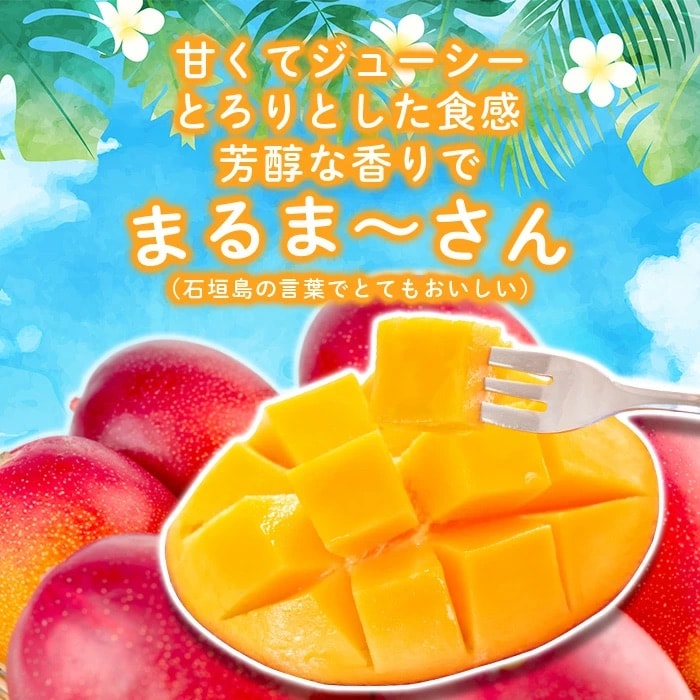 【先行受付】まるま～さん マンゴー 1kg (2～3玉) ≪2025年7月頃より順次発送予定≫