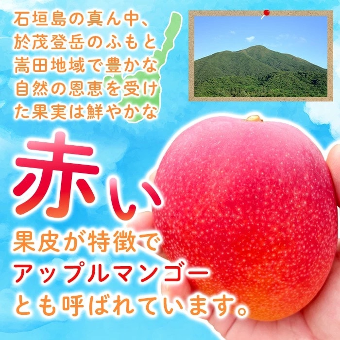 【先行受付】まるま～さん マンゴー 1kg (2～3玉) ≪2025年7月頃より順次発送予定≫