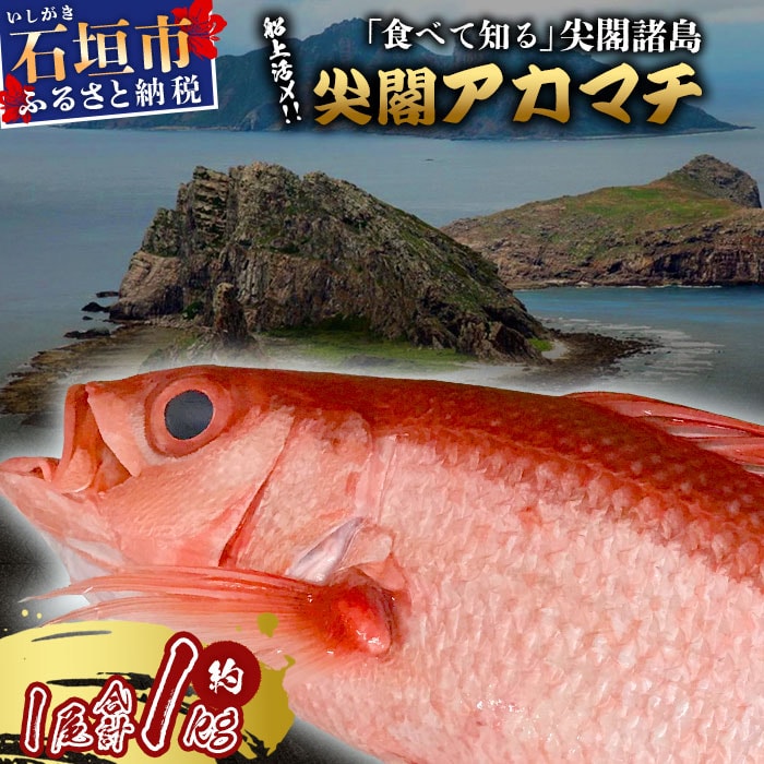【先行受付】高級ブランド魚 尖閣赤マチ 1尾 約1kg 下処理済【沖縄三大高級魚】