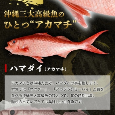 【先行受付】高級ブランド魚 尖閣赤マチ 1尾 約1kg 下処理済【沖縄三大高級魚】