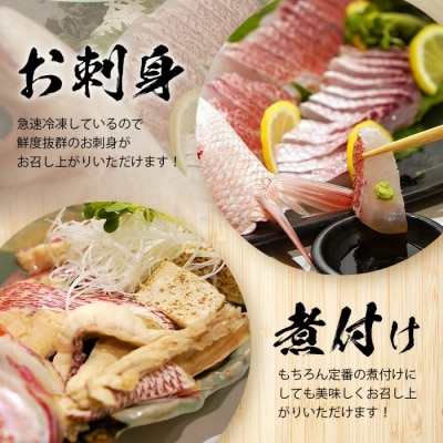 【先行受付】高級ブランド魚 尖閣赤マチ 1尾 約1kg 下処理済【沖縄三大高級魚】