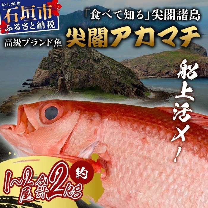 【先行受付】高級ブランド魚 尖閣赤マチ 1～2尾 合計約2kg 下処理済 【沖縄三大高級魚】