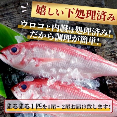 【先行受付】高級ブランド魚 尖閣赤マチ 1～2尾 合計約2kg 下処理済 【沖縄三大高級魚】