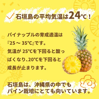 【先行受付】石垣パイン 6個セット ハワイ種【2026年7月上旬以降発送】