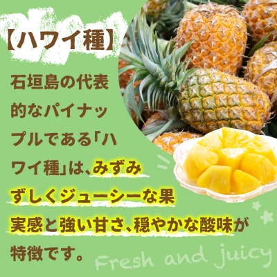【先行受付】石垣パイン 6個セット ハワイ種【2026年7月上旬以降発送】