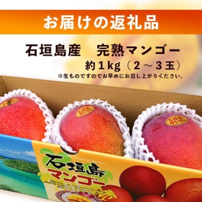 《2026年7月以降より順次発送》石垣島産 マンゴー (アーウィン種) 約1kg(2～3玉) 