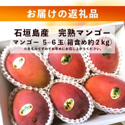 《2026年7月以降より順次発送》石垣島産 マンゴー (アーウィン種) 5～6玉(箱含め約2kg)