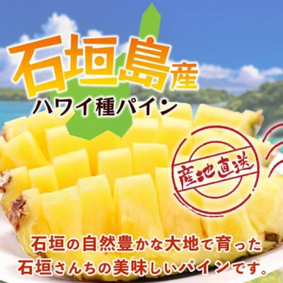 【先行受付】《2026年6月上旬頃より順次発送》石垣島産 ハワイ種 パイン (3玉 約3kg) 