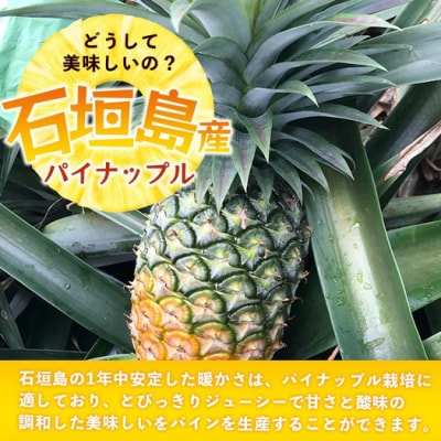 【先行受付】《2025年6月上旬頃より順次発送》石垣島産 ハワイ種 パイン (3玉 約3kg) 