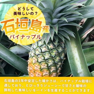 【先行受付】《2026年6月上旬頃より順次発送》石垣島産 ハワイ種 パイン (4玉 約4kg) 