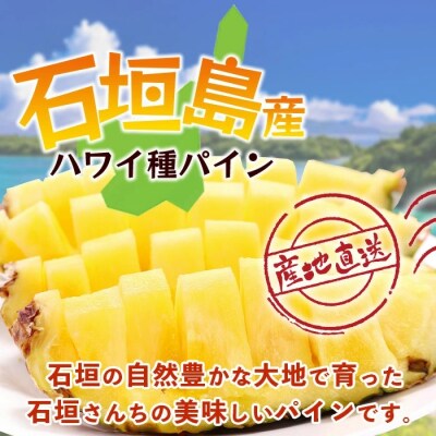 【先行受付】《2026年6月上旬頃より順次発送》石垣島産 ハワイ種 パイン (6玉 約6kg)