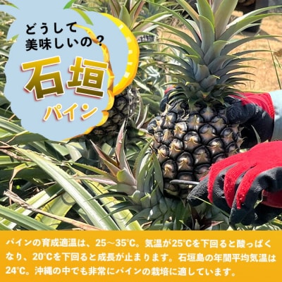 先行受付《2026年5月上旬頃より順次発送》石垣島産 ピーチパイン (6玉 約5kg)