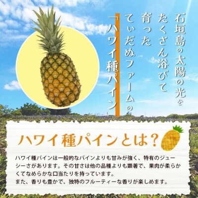 【先行受付】《2026年7月上旬頃より順次発送》石垣島産 ハワイ種パイン 2～3玉セット 約3kg