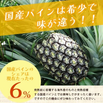 【先行受付】《2026年7月上旬頃より順次発送》石垣島産 ハワイ種パイン 2～3玉セット 約3kg