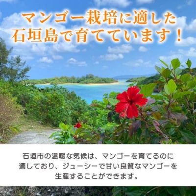 《2026年7月以降発送》最高糖度20度!? 完熟!石垣島産冬眠ミニマンゴー 