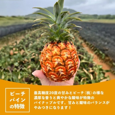 《2026年4月以降順次発送》完熟の極 石垣島産パイナップル ピーチパイン3個セット