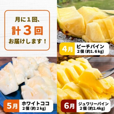《2026年4月～7月順次発送【先行受付】パイナップル好きにおすすめ!満足のパイナップル3品種定期便