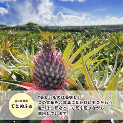 《2026年4月～7月順次発送【先行受付】パイナップル好きにおすすめ!満足のパイナップル4品種定期便