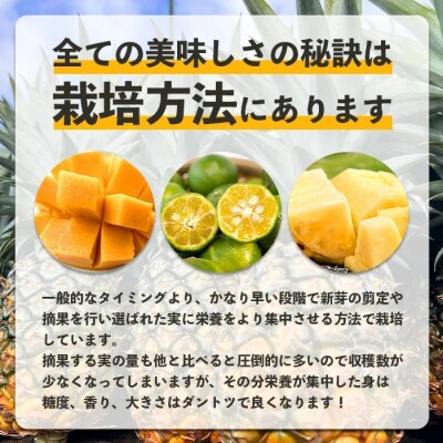 《2026年5月～7月順次発》島のおいしいを贅沢に!パイナップル2種とマンゴー1種のよくばり定期便