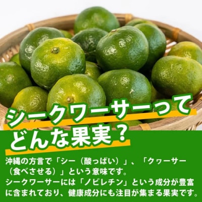 【先行予約】≪2026年8月以降順次発送≫こだわりの青切りシークワーサー 1.3kg 約40～60個