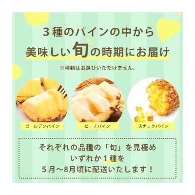 【2026年4月下旬から順次発送】石垣島産パイナップル 2～6個 約3kg