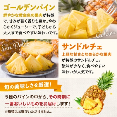 【2027年5月から順次発送】石垣島産パイナップル 2～6個 約3kg